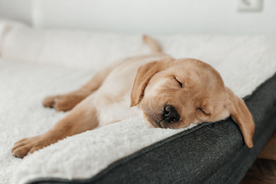 A cute beige labrador retriever puppy sleeps on a couch, hanging his muzzle. funny pets