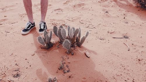 High angle view of crab on sand