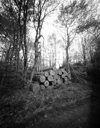 Pile of tree stump