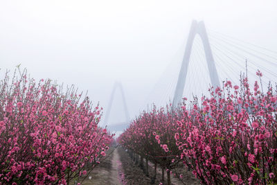 Nhat tan bridge