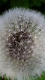 Close-up of dandelion
