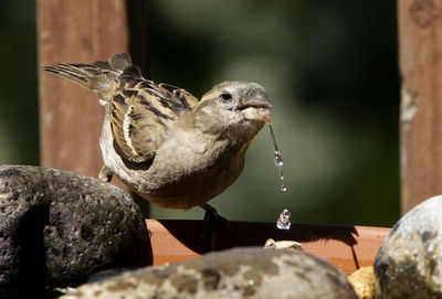 Taking a sip