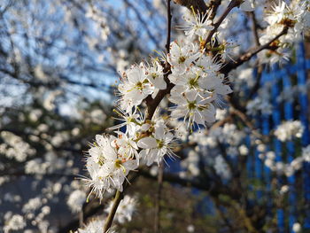 Close-up of apple blossoms in spring
