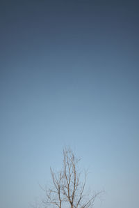 Low angle view of bare tree against clear blue sky