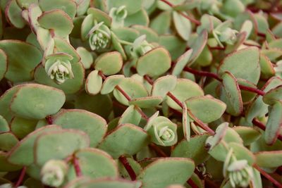 Full frame shot of succulent plants