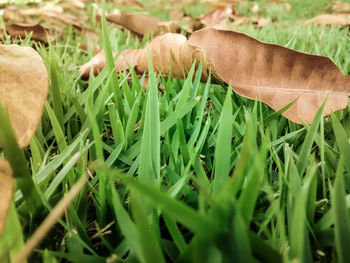 Close-up of mushroom growing on field