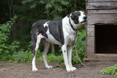 Close-up of a dog looking away