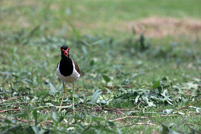 Bird perching on a field