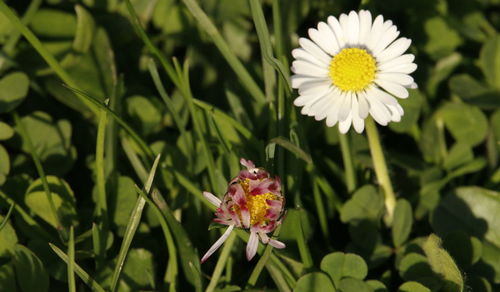 Close-up of insect on flower