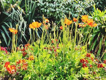Close-up of flowering plants on field