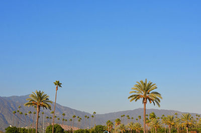 Low angle view of palm trees against clear blue sky