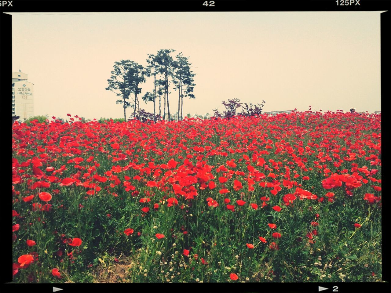 flower, transfer print, red, freshness, growth, beauty in nature, auto post production filter, nature, fragility, field, clear sky, plant, blooming, tranquility, sky, tree, tranquil scene, petal, landscape, outdoors