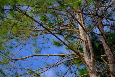 Low angle view of bare trees against sky