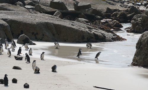 View of penguins on beach