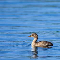 Duck swimming in lake