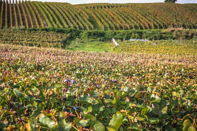 View of flowers growing in field