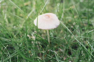 Close-up of mushroom growing on field