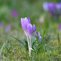 Close-up of purple crocus flowers on field