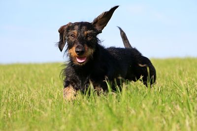 Portrait of dog on field against sky