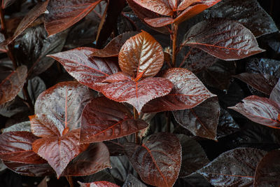 Full frame shot wet leaves outdoors