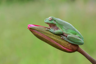 Close-up of frog on bud