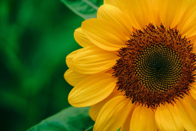 Close-up of yellow sunflower