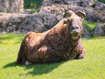 Portrait of wild goat sitting on grass