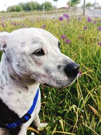 Close-up of a dog looking away