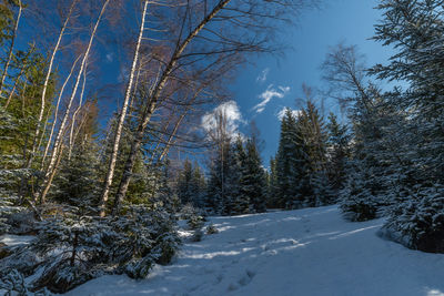 Trees on snow covered land against sky