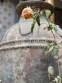 Close-up of flowering plant against wall