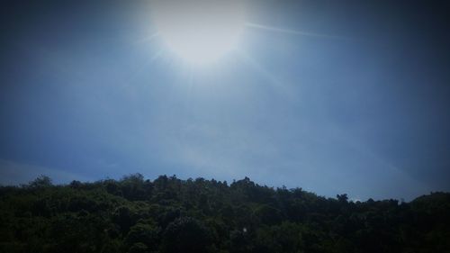 Low angle view of trees against sky on sunny day