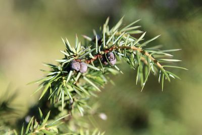 Close-up of insect on pine tree