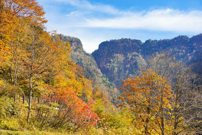 Trees and plants in forest against sky during autumn