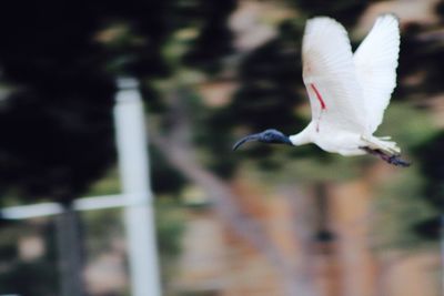 White bird flying