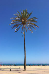 Palm trees on beach against clear blue sky