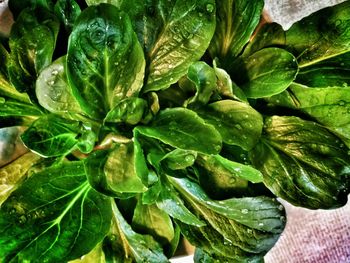 Full frame shot of fresh green leaves