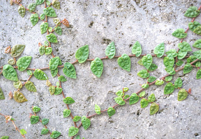 Plants growing on a tree