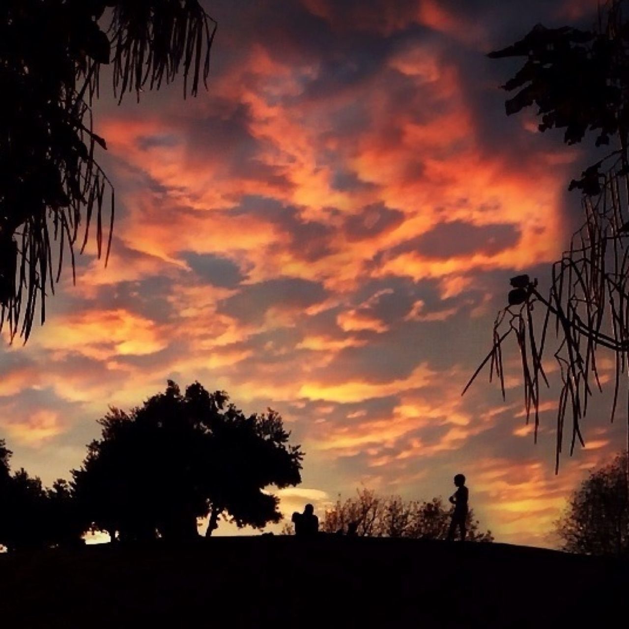 sunset, silhouette, sky, tree, orange color, scenics, beauty in nature, tranquil scene, tranquility, cloud - sky, nature, idyllic, palm tree, dramatic sky, cloud, growth, outdoors, landscape, majestic, cloudy