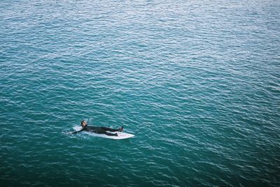 High angle view of man swimming in sea