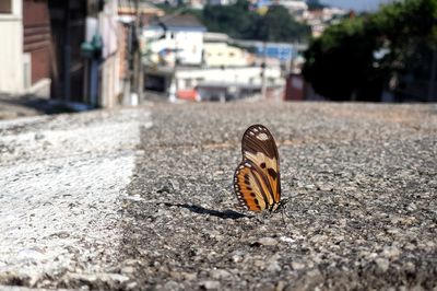 Close-up of butterfly on street ground