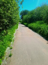 Empty road along trees and plants