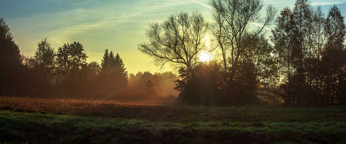 Trees on field against sky during sunset