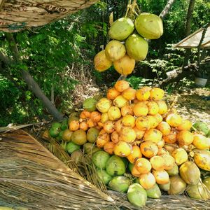 Close-up of oranges