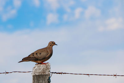 Low angle view of bird perching on fence against sky