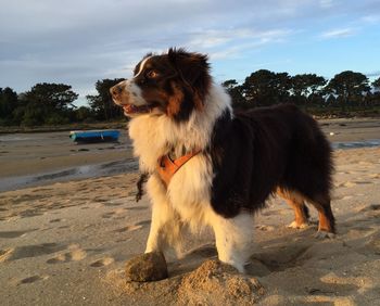 Australian shepherd standing at sandy beach