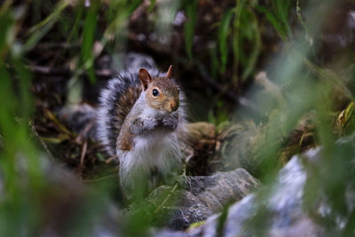 Close-up of squirrel