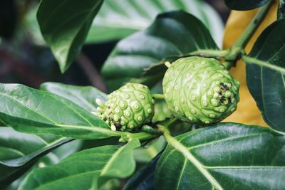 Close-up of fresh green leaves on plant