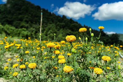 Close-up of yellow flowering plants on field against sky