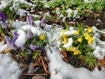 High angle view of crocus flowers