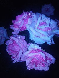 Close-up of wet flowers